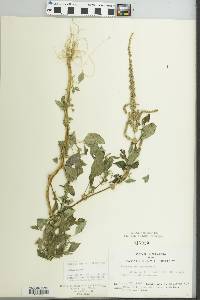 Amaranthus spinosus image