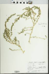 Amaranthus albus image