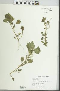 Image of Amaranthus lividus