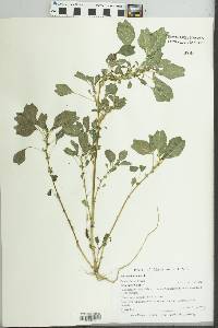 Amaranthus blitum image