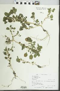 Amaranthus blitum image