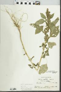 Amaranthus hybridus image