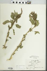 Amaranthus hybridus image