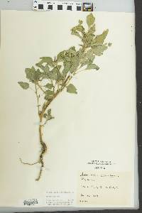 Amaranthus retroflexus image