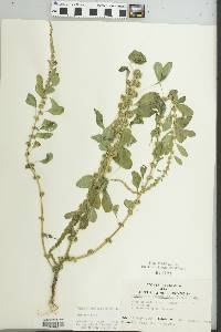 Amaranthus tuberculatus image