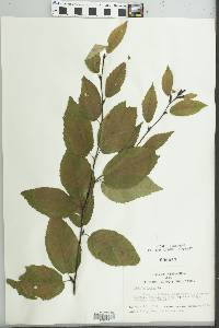 Betula lenta image