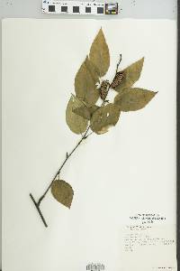 Betula lenta image