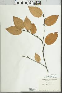 Betula lenta image