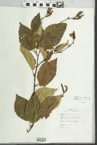 Betula alleghaniensis image