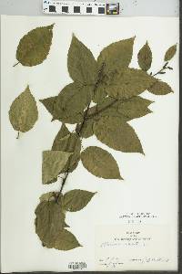 Betula lenta image