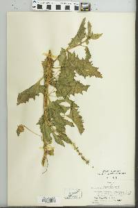 Image of Chenopodium californicum