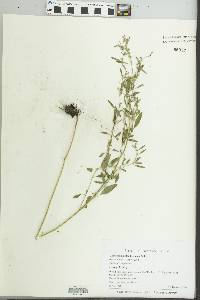 Chenopodium standleyanum image