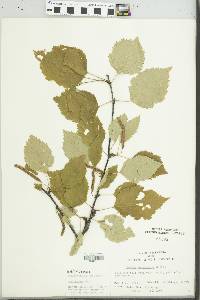 Betula papyrifera image