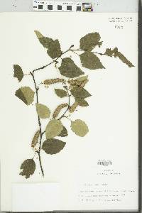 Betula papyrifera image