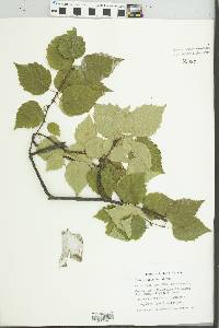 Betula papyrifera image