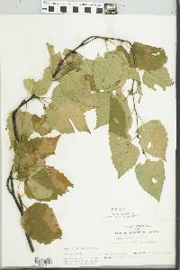 Betula papyrifera image