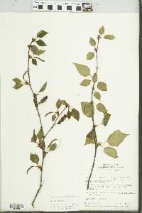 Betula papyrifera image