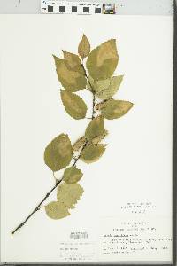 Betula papyrifera image