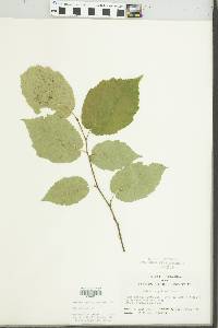 Betula papyrifera image