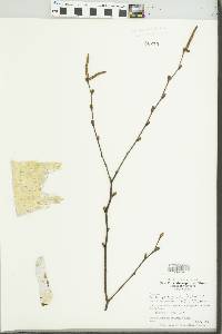 Betula platyphylla image