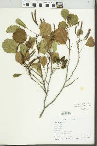 Alnus glutinosa image