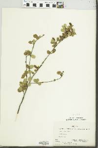 Betula glandulosa image