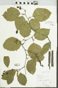 Alnus viridis subsp. fruticosa image