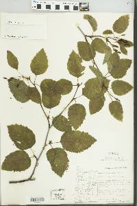 Alnus viridis image