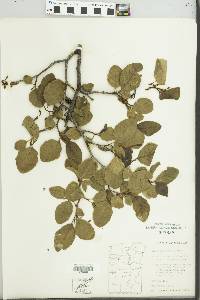 Alnus incana subsp. tenuifolia image