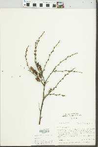 Betula pumila image