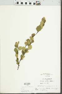 Betula pumila image