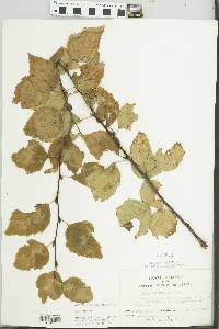 Betula papyrifera image