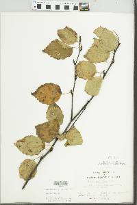 Betula papyrifera image