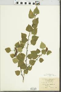 Betula papyrifera image