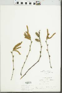 Betula alleghaniensis image