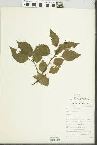 Image of Betula cordifolia