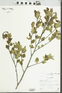 Image of Betula fruticosa