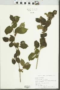 Corylus cornuta image