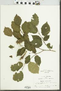 Corylus cornuta image