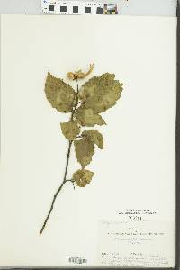 Corylus cornuta image