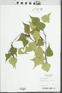 Betula populifolia image