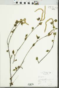 Betula populifolia image