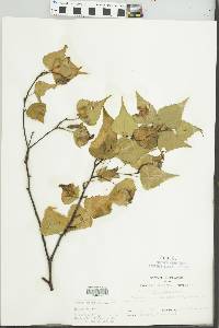 Betula populifolia image