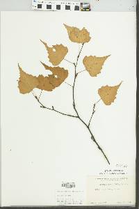 Betula populifolia image