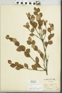 Betula pumila image