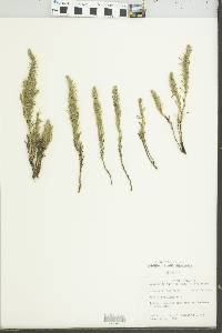 Kochia americana image