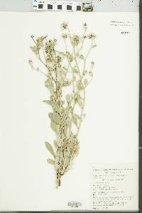 Media resource of Ptilotus auriculifolius