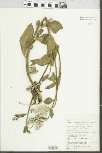 Media resource of Ptilotus obovatus