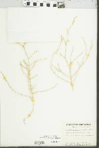 Media resource of Girgensohnia oppositiflora
