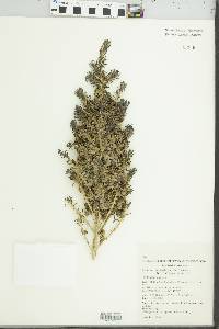 Media resource of Maireana erioclada